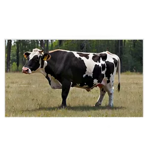 Modern Cow Spots Graphics Png 4 PNG Image