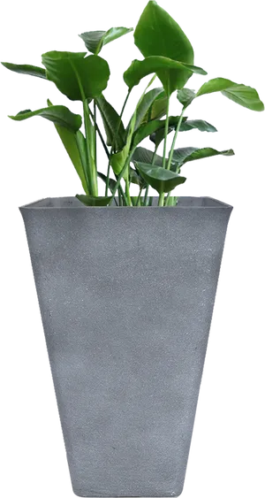 Modern Gray Planterwith Green Plant PNG Image