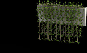 Plants Hanging Wall Png, Transparent Png PNG with transparent background