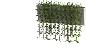 Modern Hanging Plant Design PNG Image