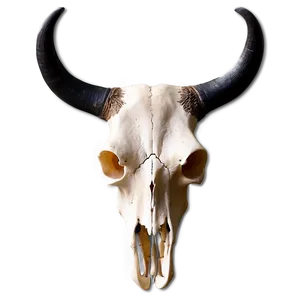 Modern Longhorn Skull Picture Png Xoc PNG Image