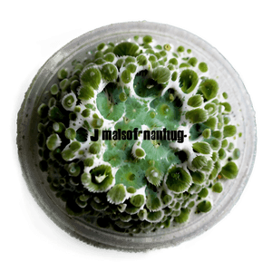 Mold Macro PNG 06242024 PNG