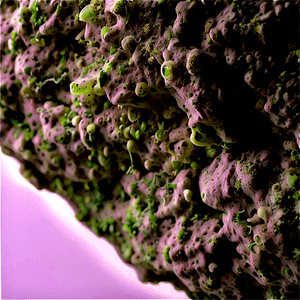 Mold Macro PNG 06242024 PNG
