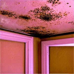 Mold on Ceiling PNG 41 PNG