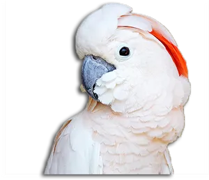 Moluccan Cockatoo Profile PNG Image