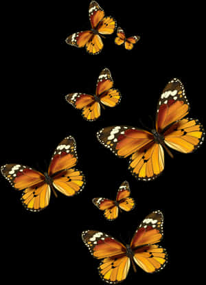Monarch Butterflies Black Background PNG