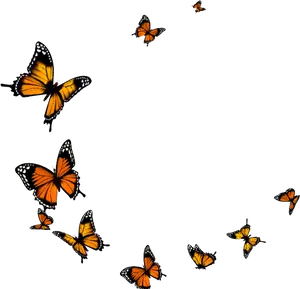 Monarch_ Butterflies_ Black_ Background PNG Image