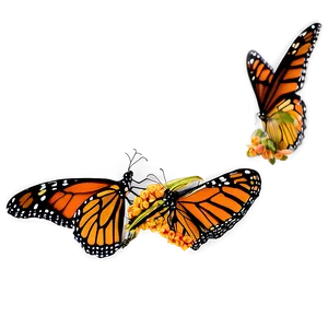 Monarch Butterflies In Flight Png 81 PNG Image