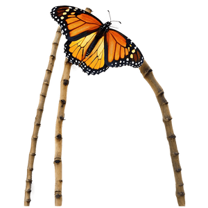 Monarch Butterflies PNG ghl PNG image with transparent background