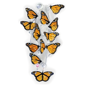 Monarch Butterflies With Dew Png 06252024 PNG Image