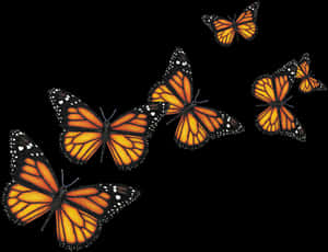 Monarch Butterfliesin Flight PNG image with transparent background