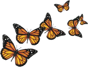 Monarch Butterfliesin Flight PNG Image