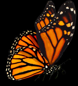 Monarch Butterfly Black Background PNG image with transparent background