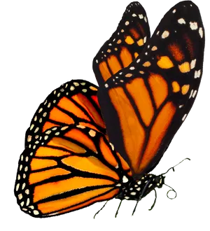 Monarch Butterfly Black Background PNG Image