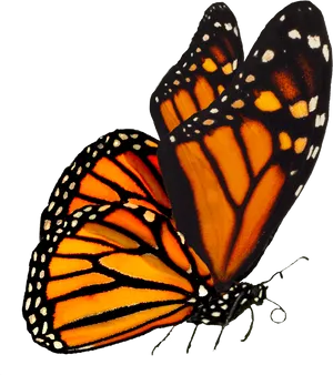 Monarch Butterfly Black Background PNG Image