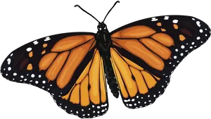 Monarch Butterfly Illustration PNG Image