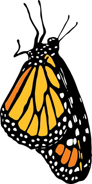 Monarch Png , Png Download - Side Monarch Butterfly Outline, Transparent Png PNG image with transparent background