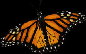 Monarch Butterfly Illustration PNG image with transparent background