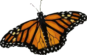 Monarch Butterfly Illustration PNG Image