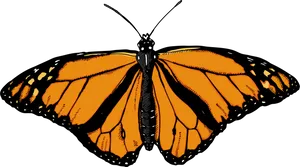 Monarch Butterfly Illustration PNG Image