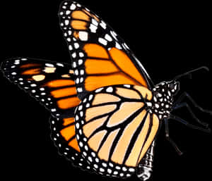 Monarch Butterfly Isolatedon Black PNG