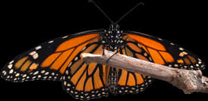 Monarch Butterfly Perchedon Branch PNG image with transparent background