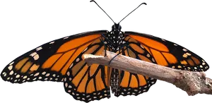 Monarch Butterfly Perchedon Branch PNG Image