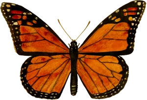 Monarch Butterfly Spread Wings PNG Image