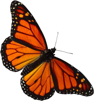 Monarch Butterfly Spread Wings PNG Image