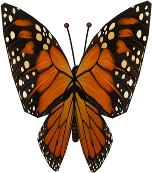 Monarch Butterfly Symmetry PNG Image