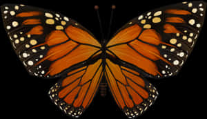 Monarch Butterfly Symmetry PNG