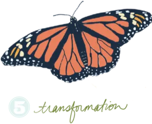 Monarch Butterfly Transformation PNG Image