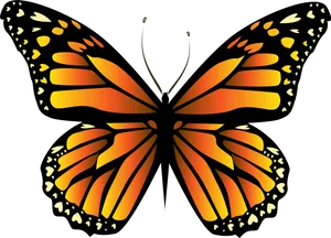 Monarch Butterfly Vector Art PNG Image