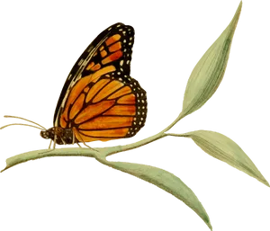 Monarch Butterflyon Plant Illustration PNG Image