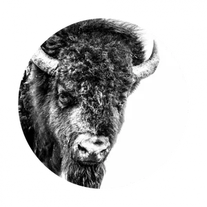 Monochrome Bison Portrait PNG Image