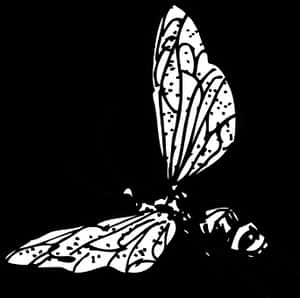 Monochrome Butterfly Illustration PNG image with transparent background