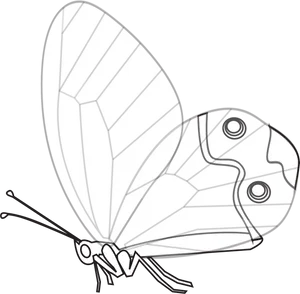 Monochrome Butterfly Illustration PNG Image