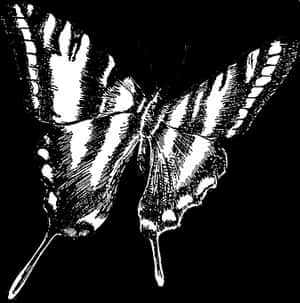 Monochrome Butterfly Illustration PNG image with transparent background