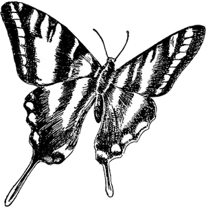 Monochrome Butterfly Illustration PNG Image