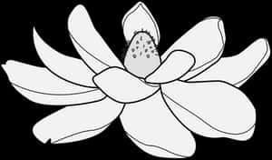 Lotus , Png Download - Lotus, Transparent Png PNG image with transparent background