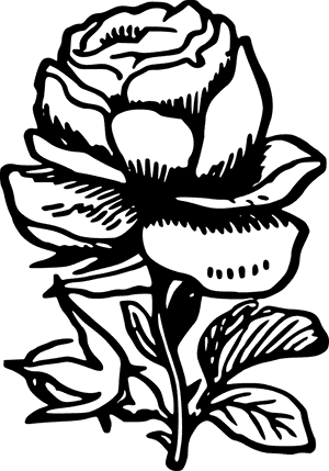 Monochrome_ Rose_ Illustration.png PNG with transparent background