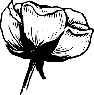 Monochrome_ Sketch_of_ Flower PNG with transparent background