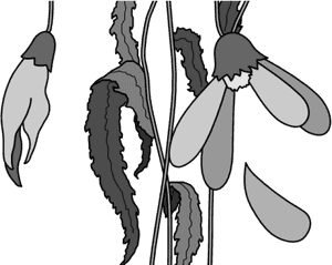 Monochrome Snowdrop Illustration PNG