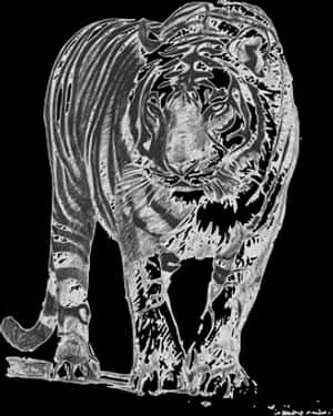 Monochrome Tiger Art PNG image with transparent background