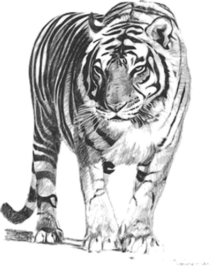 Monochrome Tiger Art PNG Image