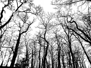 Monochrome_ Treetop_ Silhouettes PNG Image