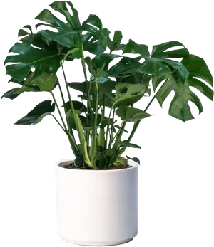 Monstera Deliciosa Indoor Plant Pot PNG Image