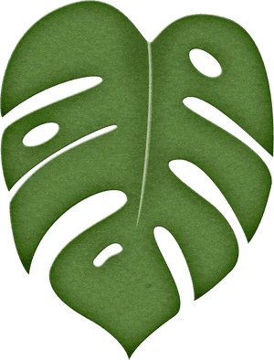 Monstera Deliciosa Leaf Illustration PNG image with transparent background