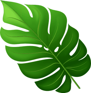 Monstera Deliciosa Leaf Illustration PNG image with transparent background