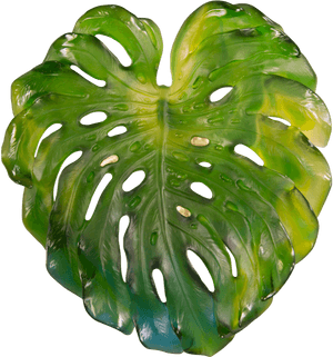 Monstera Deliciosa Leaf Isolated PNG image with transparent background